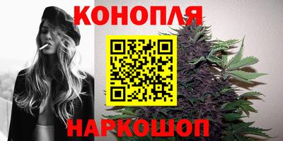 стафф Кингисепп